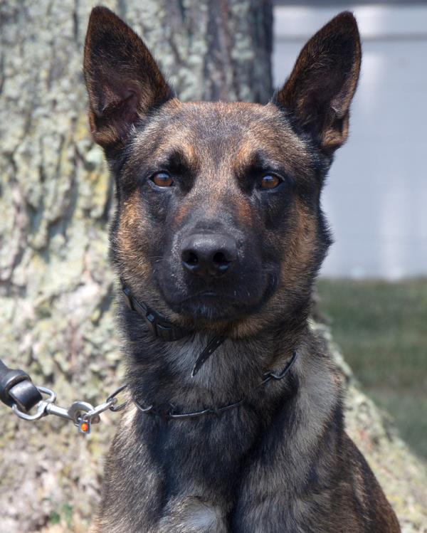 Yoda, a 4-year-old Belgian Malinois dog serving with the U.S. Border Patrol BORTAC K9 unit that participated in the Pennsylvania State Police-led multi-agency apprehension of fugitive Danelo Cavalcante is seen in an undated photograph.