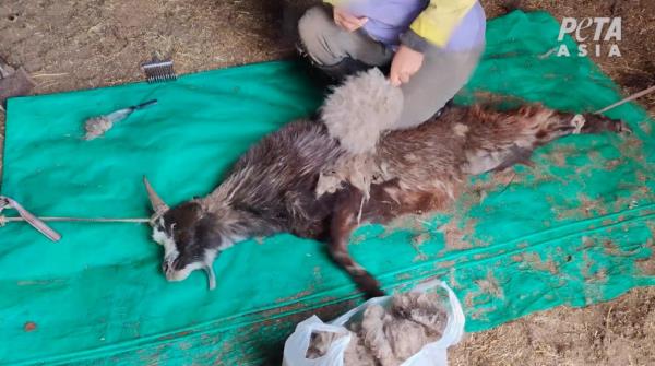 Animal-rights group PETA went undercover at Khanbogd Cashmere's operation in Mo<em></em>ngolia and found an abusive regime wher<em></em>e workers use sharp rakes to ruthlessly hack off the goats' wool for up to an hour at a time.