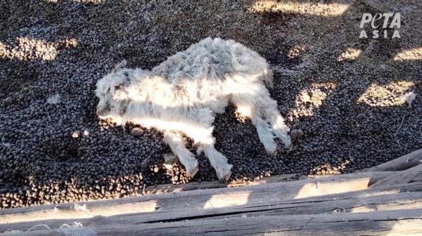 Baby goats were found dead over lack of care during the harsh Mo<em></em>ngolian winters, wher<em></em>e temperatures dip well into the negatives.